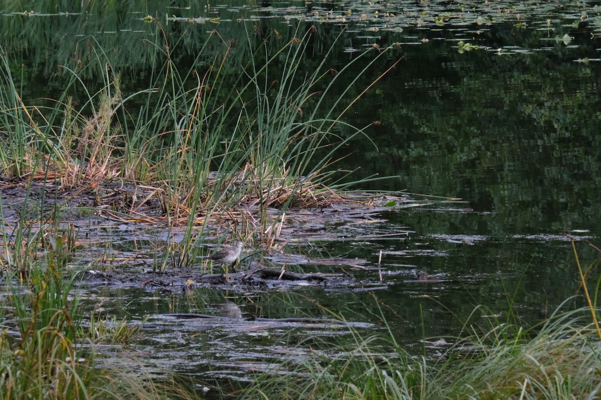 Greater Yellowlegs - ML259800831