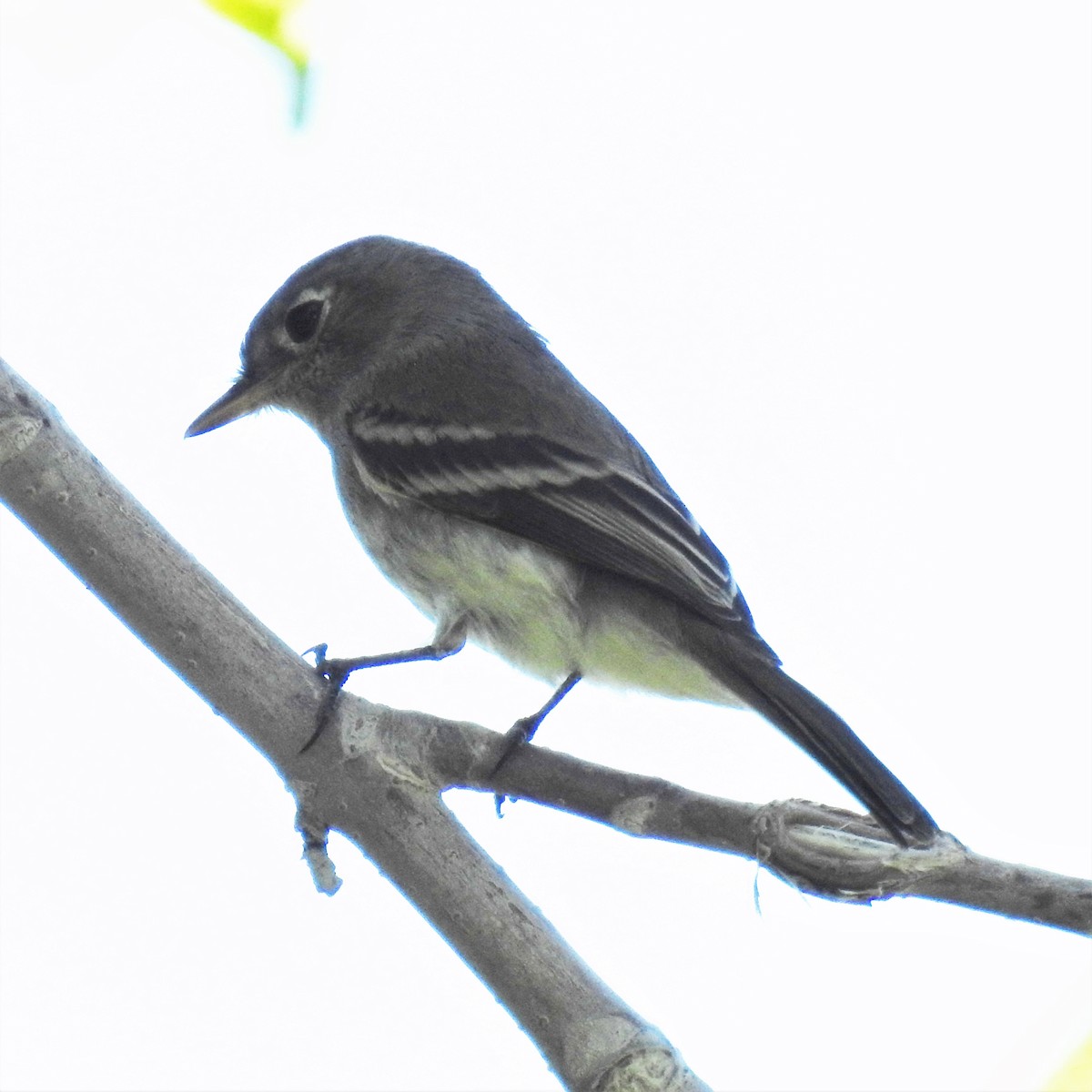 Dusky Flycatcher - ML259801661