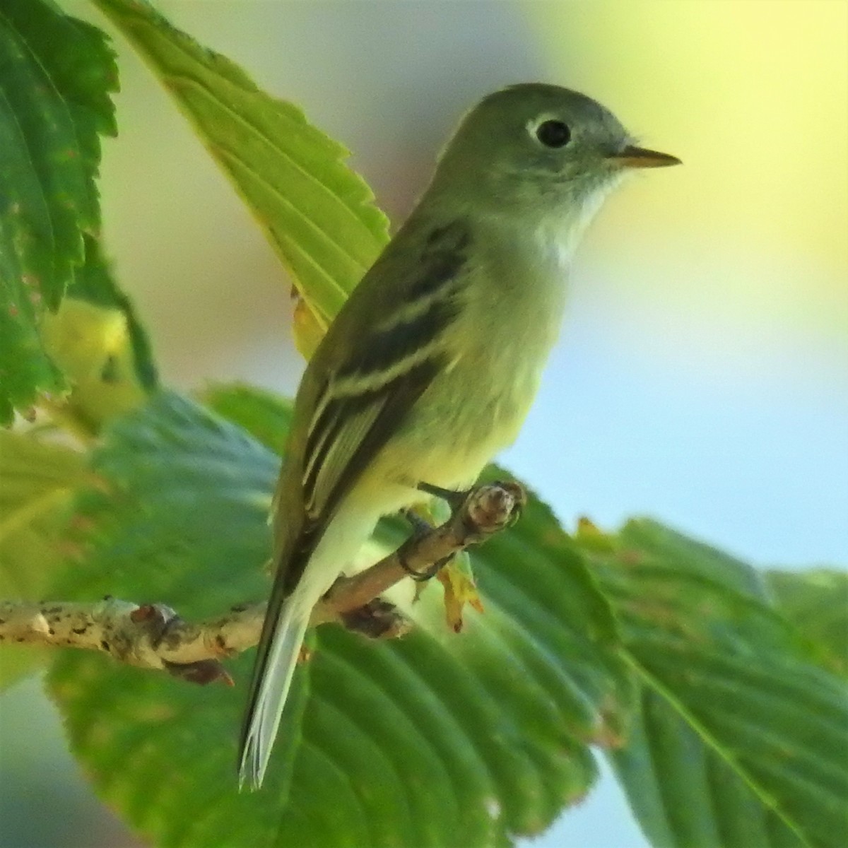 Dusky Flycatcher - ML259801681