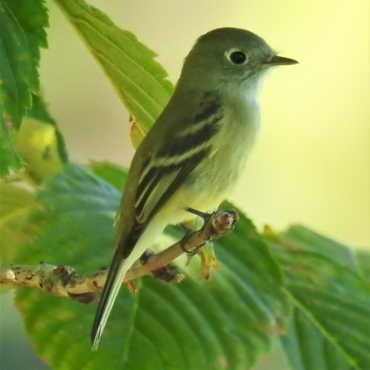 Dusky Flycatcher - ML259801691