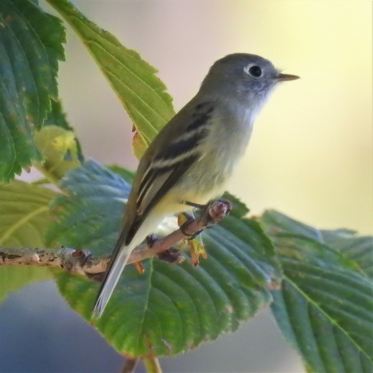 Dusky Flycatcher - ML259801711