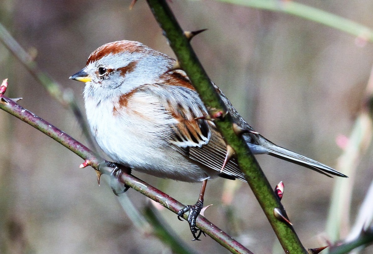 American Tree Sparrow - ML25980251