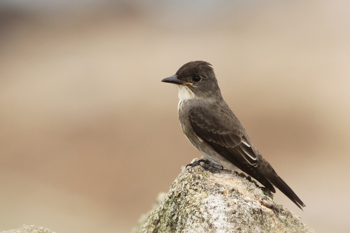 Olive-sided Flycatcher - ML259803421