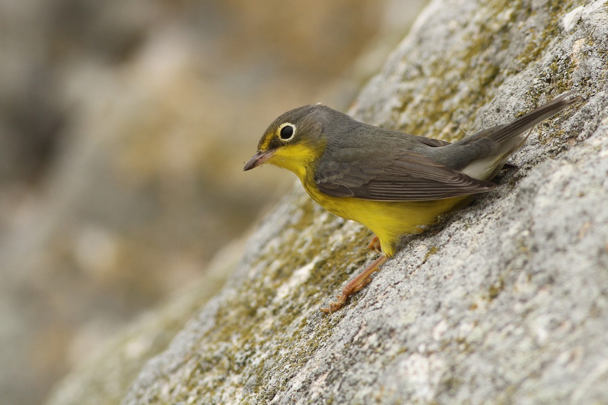 Canada Warbler - ML259803801