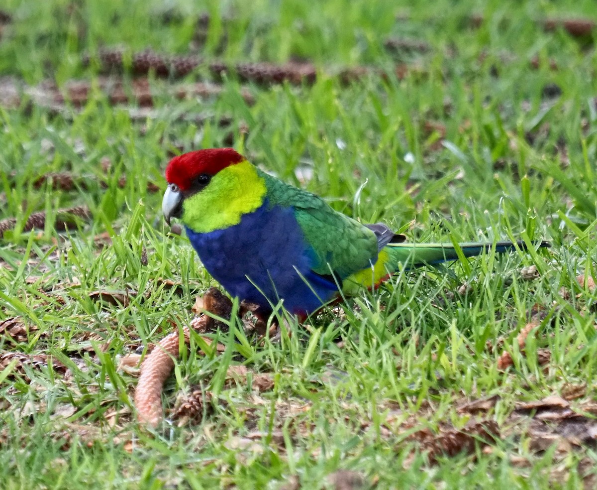 Red-capped Parrot - Ken Glasson