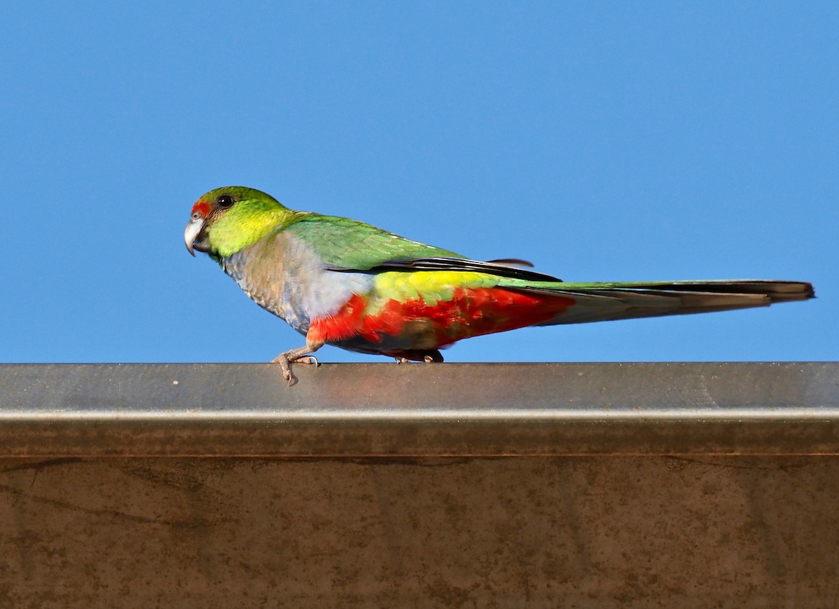 Red-capped Parrot - Ken Glasson