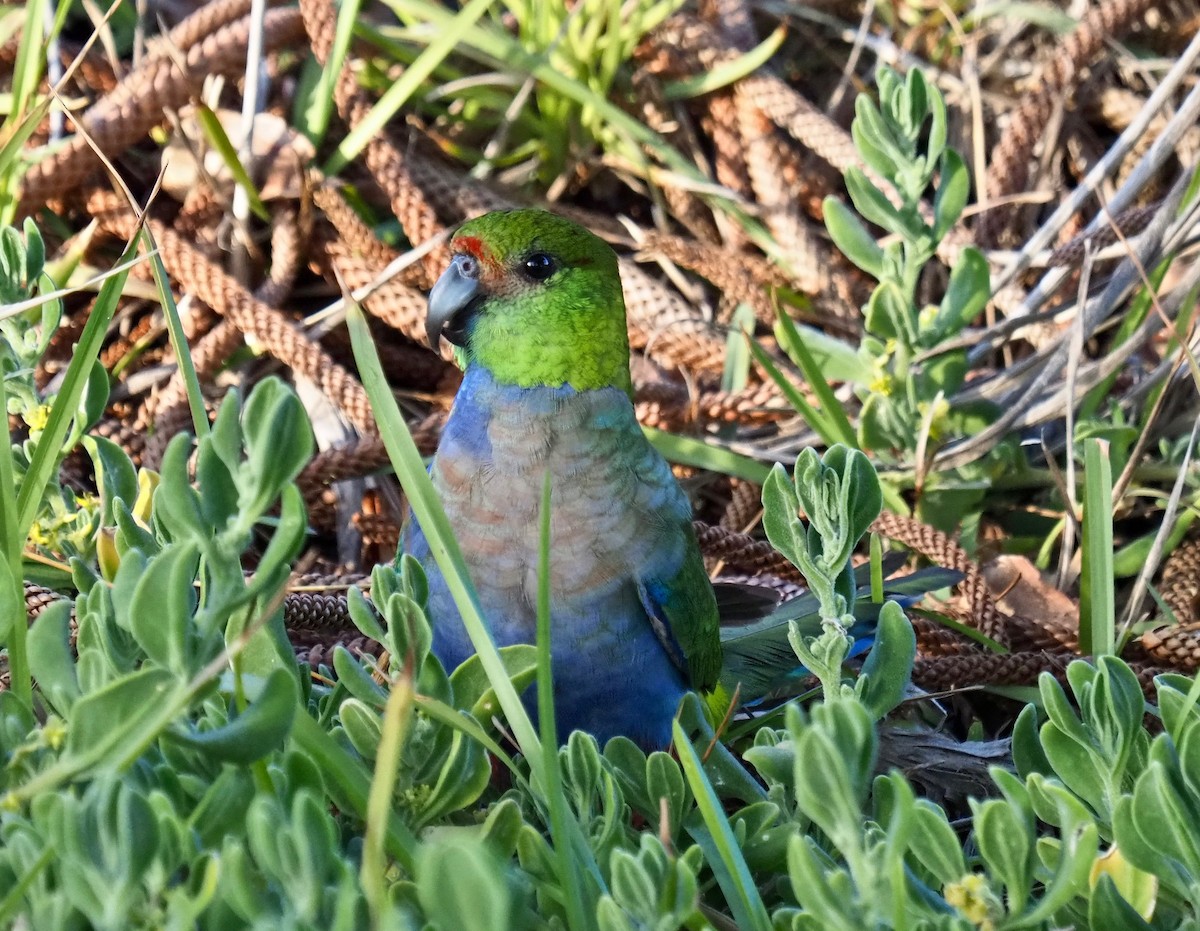 Red-capped Parrot - Ken Glasson