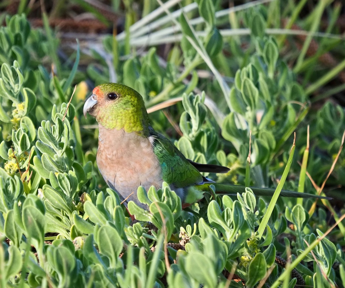 Red-capped Parrot - Ken Glasson