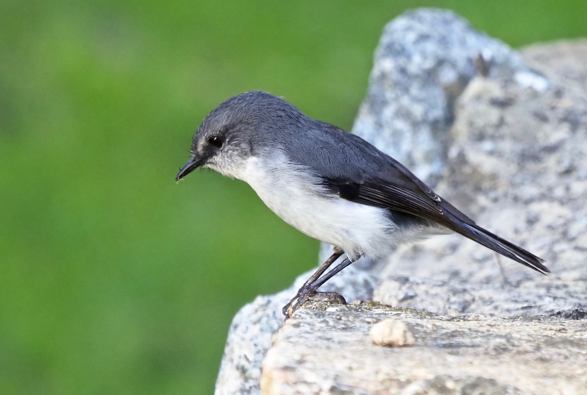 White-breasted Robin - ML259804141