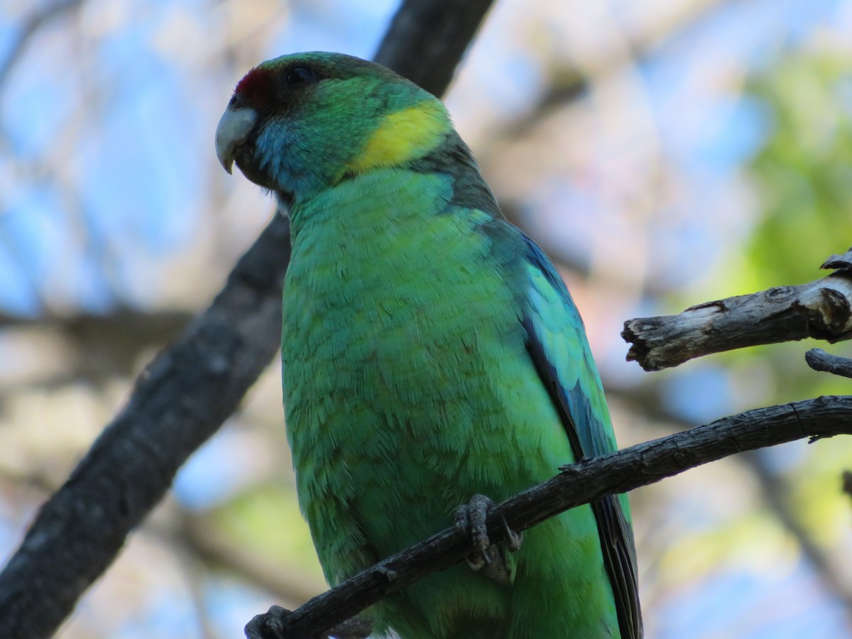 Australian Ringneck - ML259804151