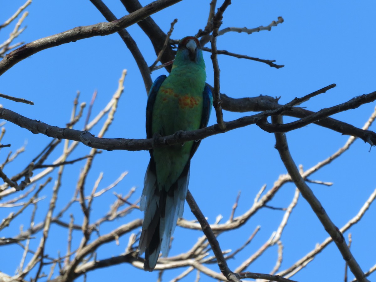 Australian Ringneck - ML259804171