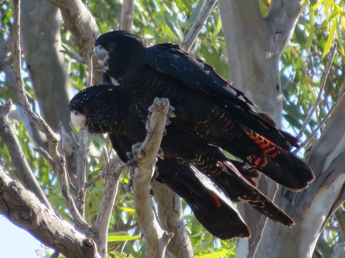 Red-tailed Black-Cockatoo - ML259804381