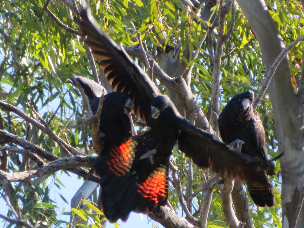 Red-tailed Black-Cockatoo - ML259804391