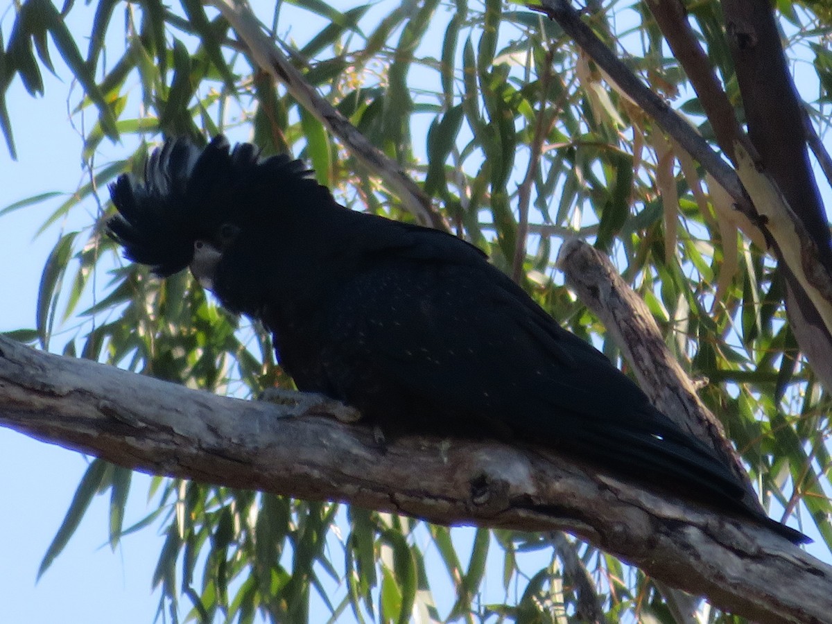 Red-tailed Black-Cockatoo - ML259804461
