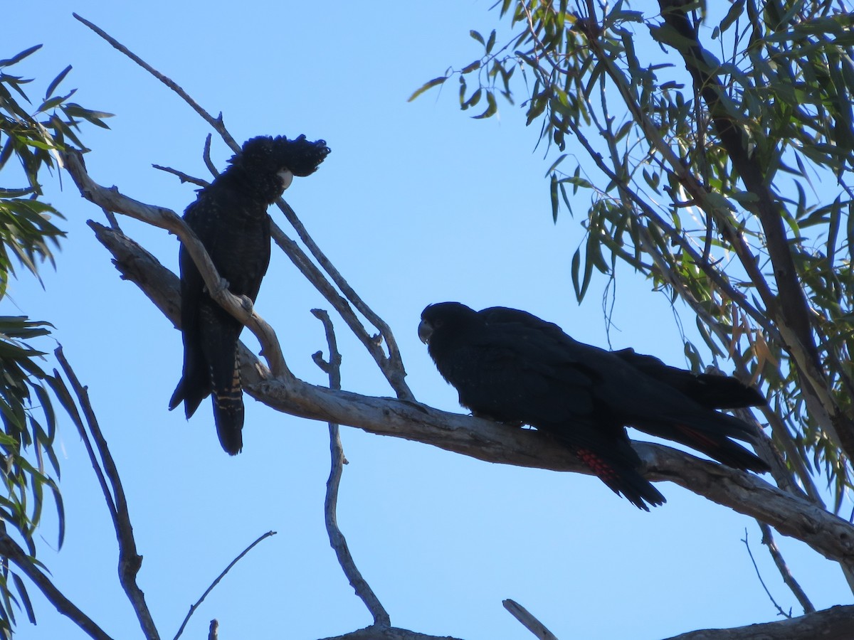 Red-tailed Black-Cockatoo - ML259804481