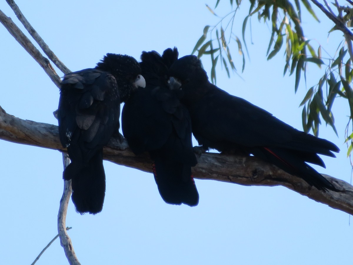Red-tailed Black-Cockatoo - ML259804491