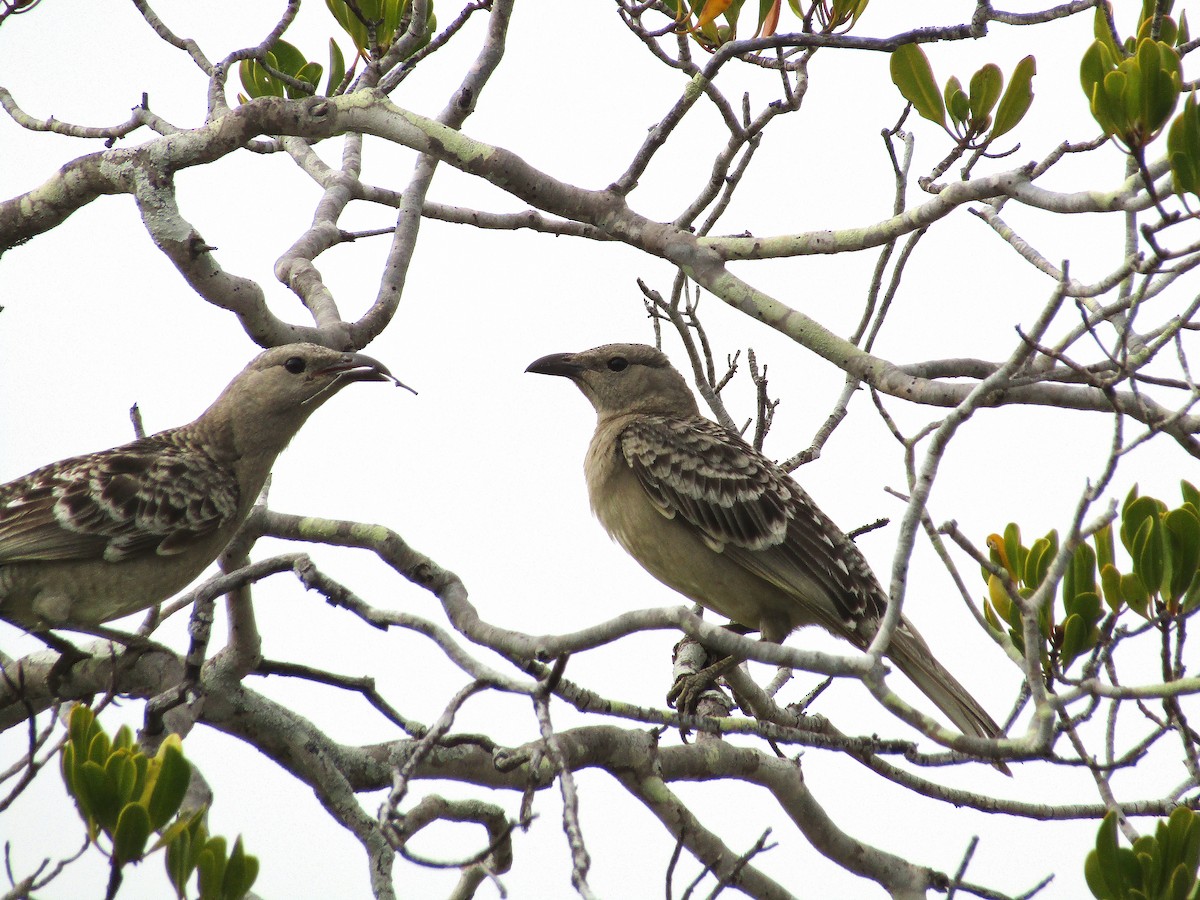 Great Bowerbird - ML259805511