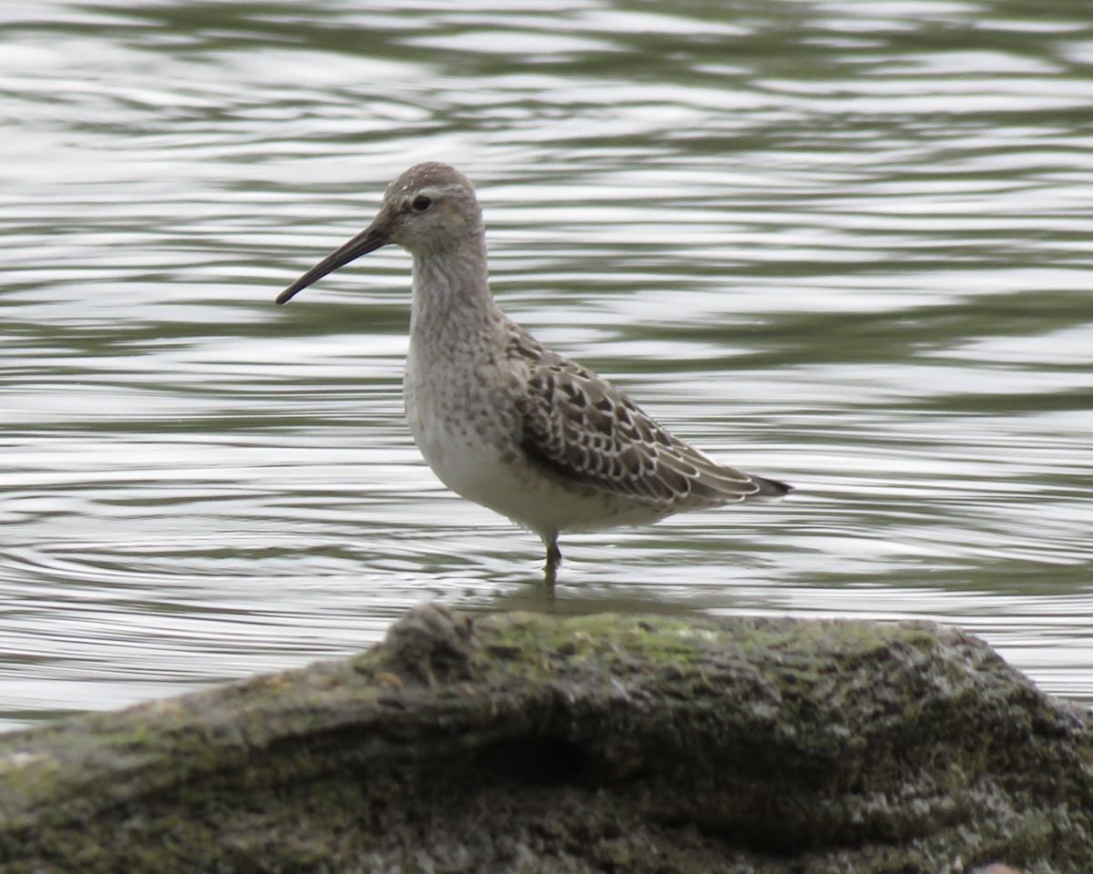 Stilt Sandpiper - Jim Mead