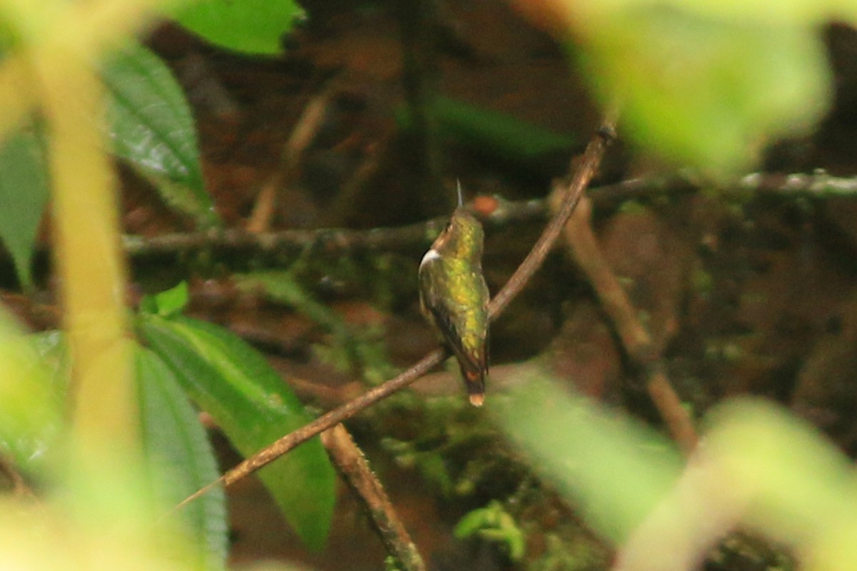 Scintillant Hummingbird - David Garrigues