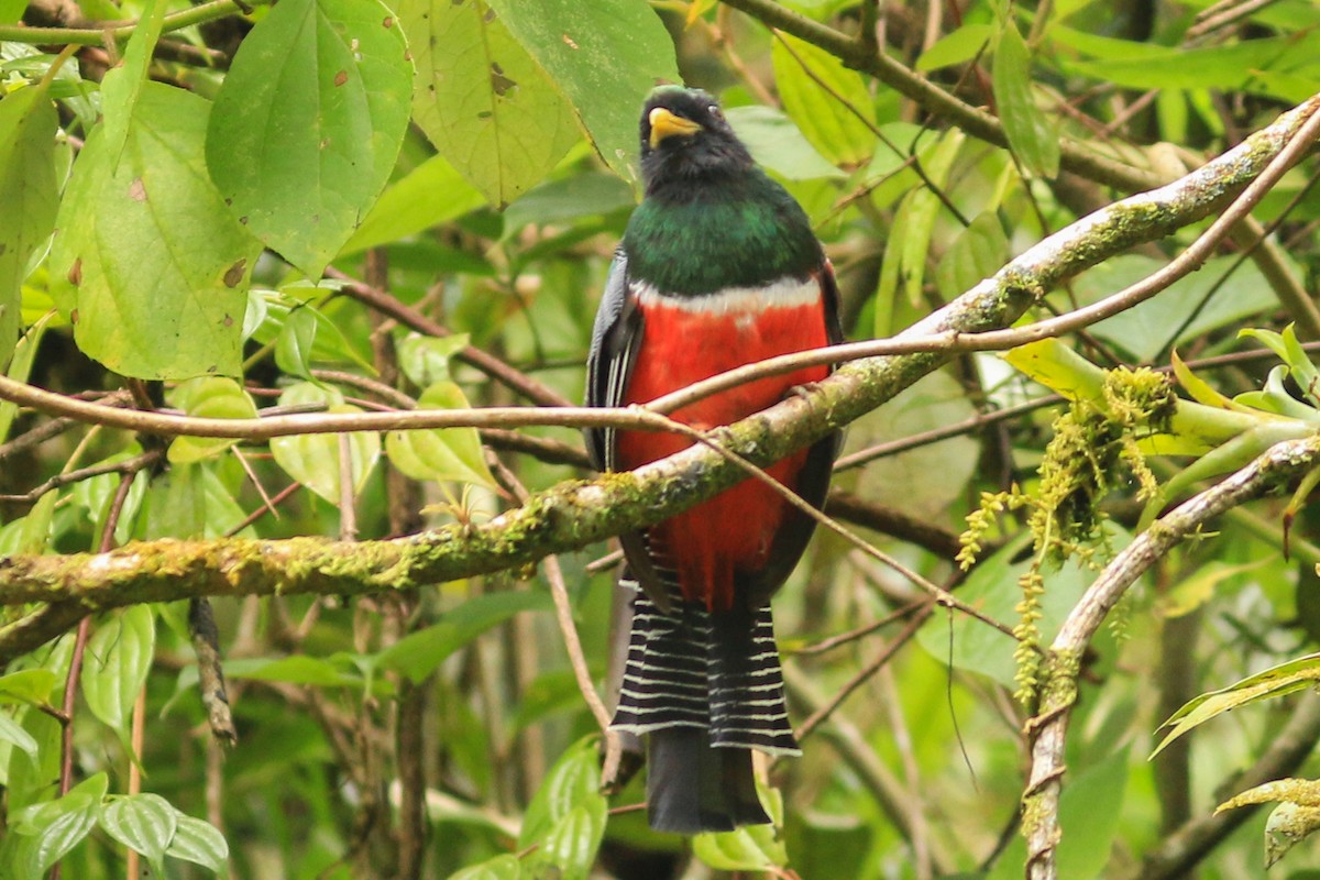 Collared Trogon - David Garrigues