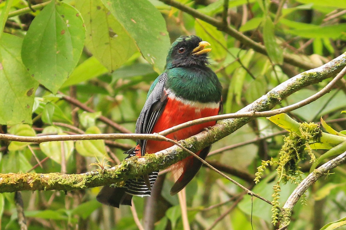 Collared Trogon - David Garrigues