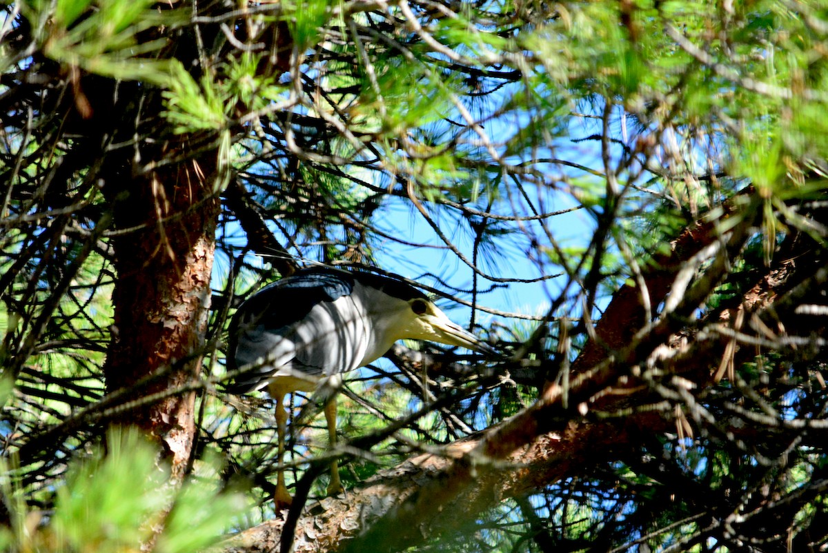 Black-crowned Night Heron - ML259808491