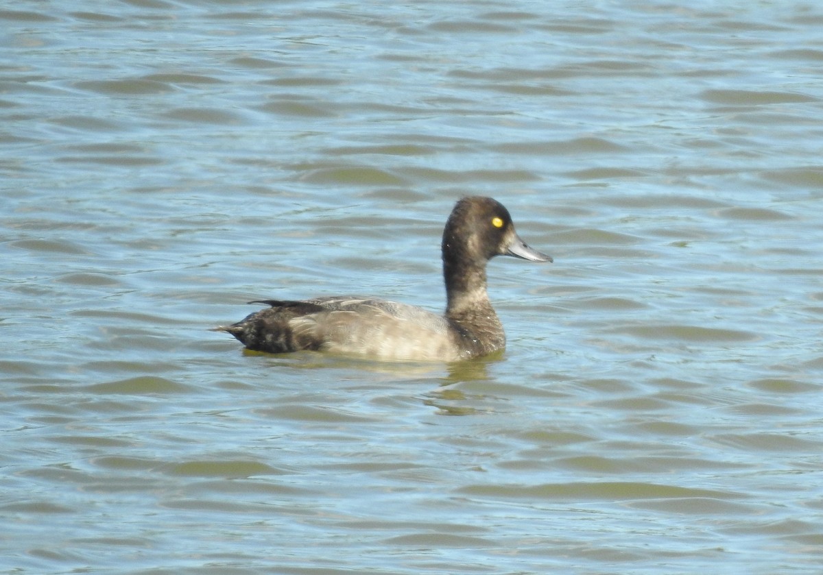 Lesser Scaup - ML259809491