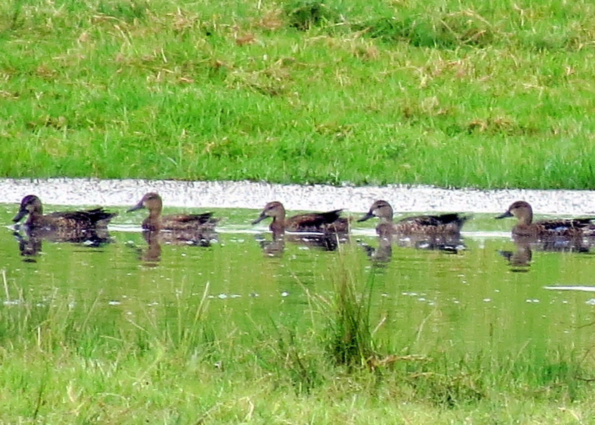 Blue-winged Teal - ML259810721