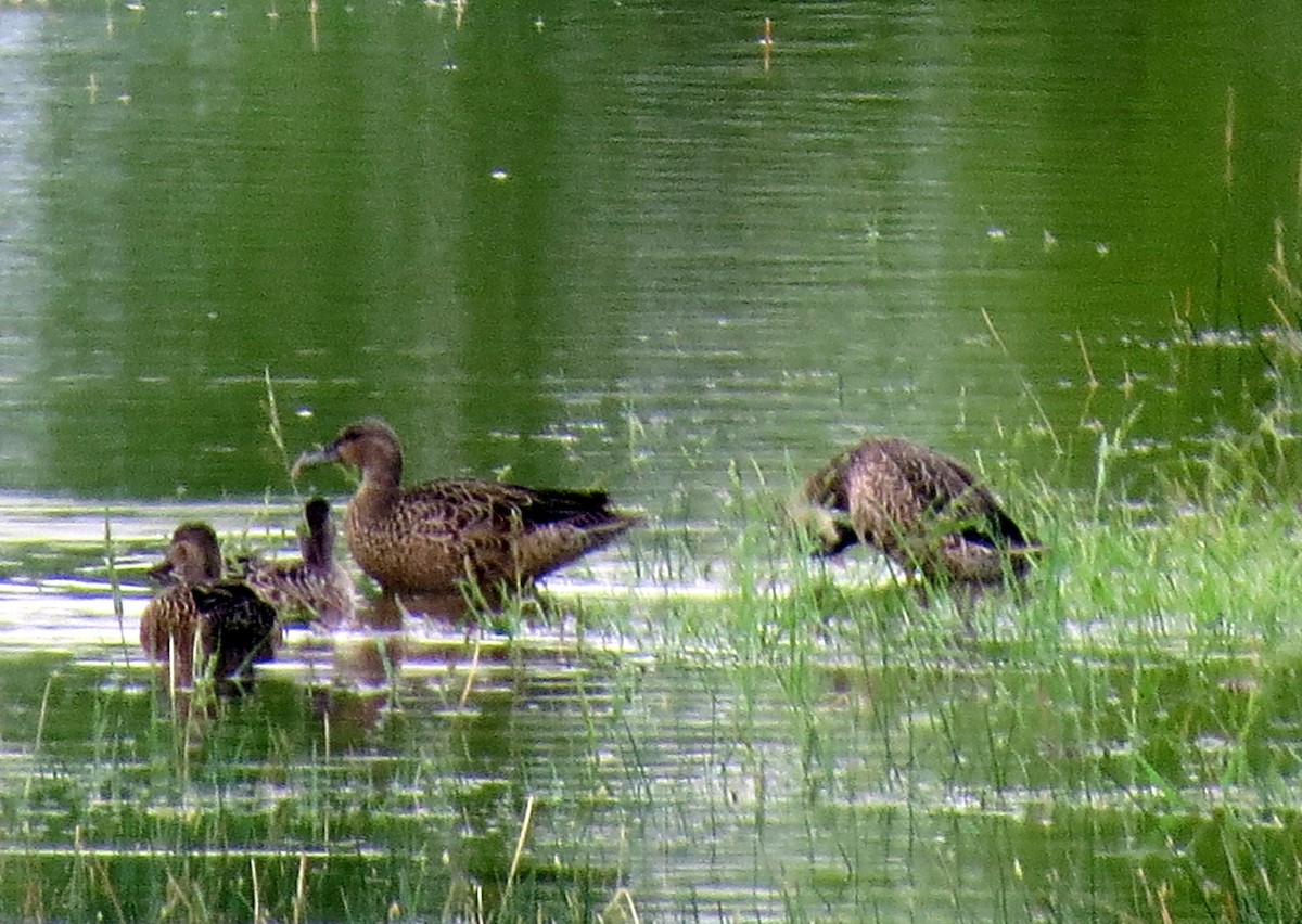 Blue-winged Teal - ML259810751