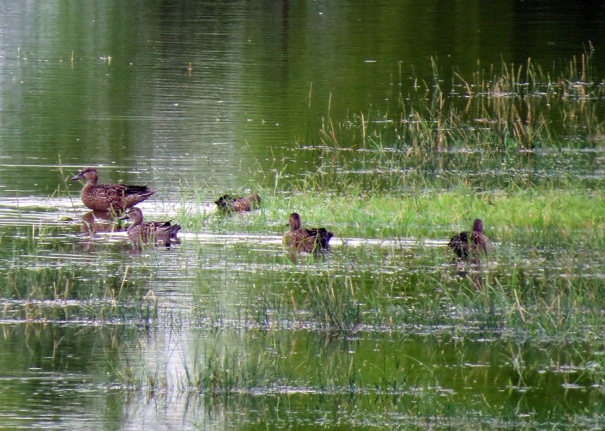 Blue-winged Teal - ML259810841