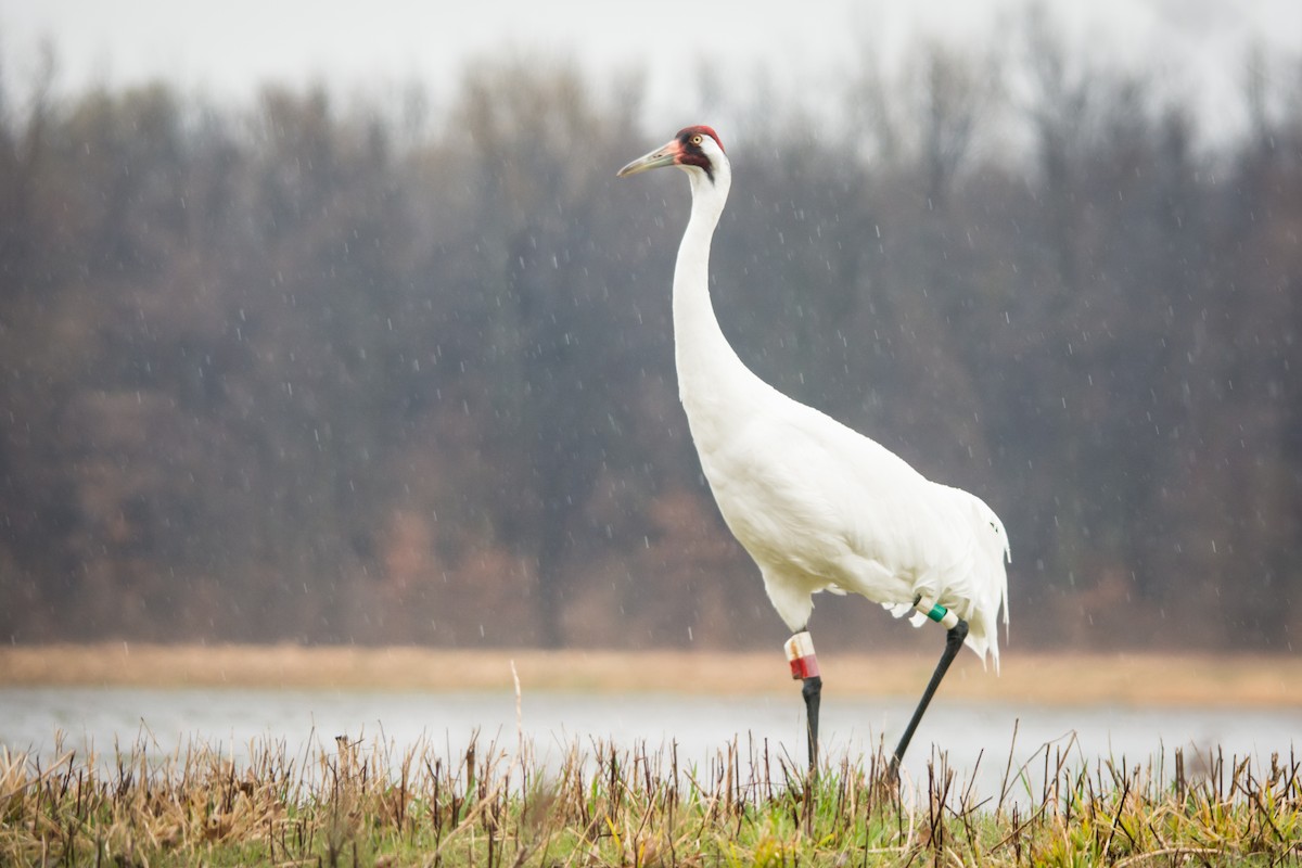 Whooping Crane - ML25981091