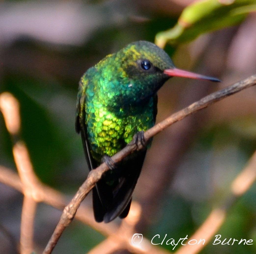 Glittering-bellied Emerald - Clayton Burne