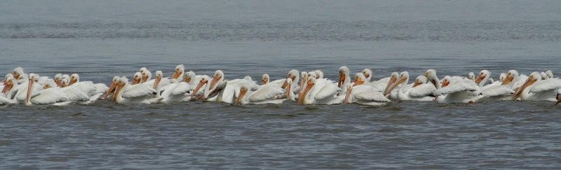 American White Pelican - ML259812101