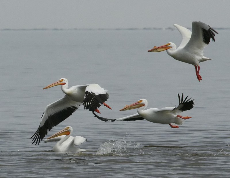 American White Pelican - ML259812121