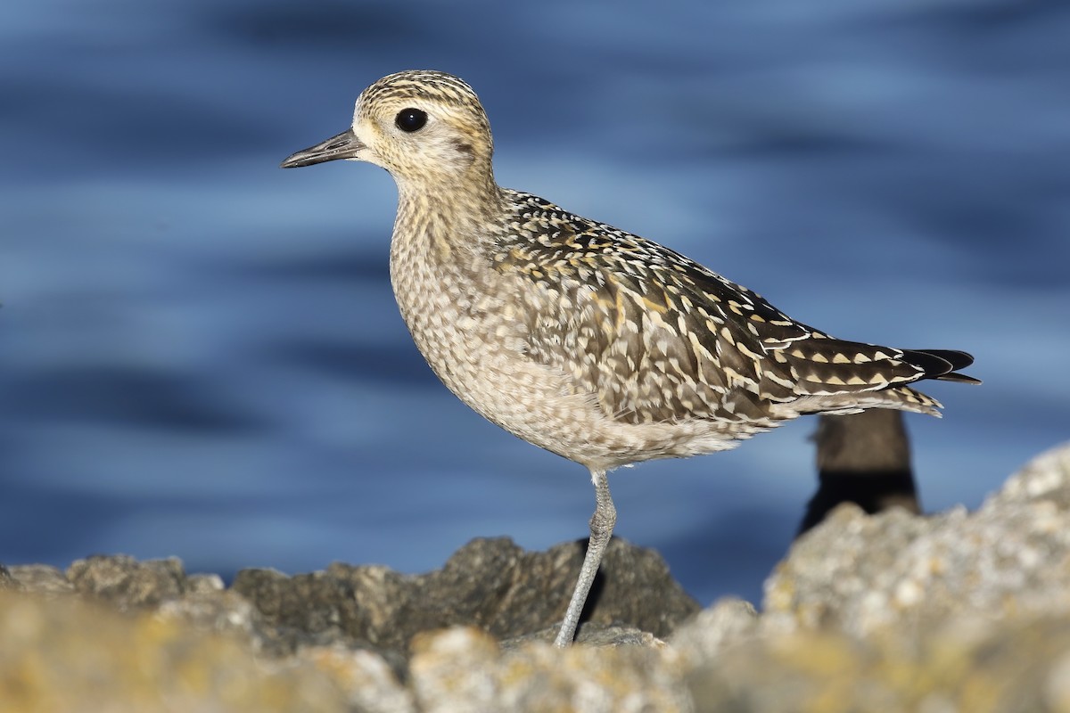 Pacific Golden-Plover - Liam Singh