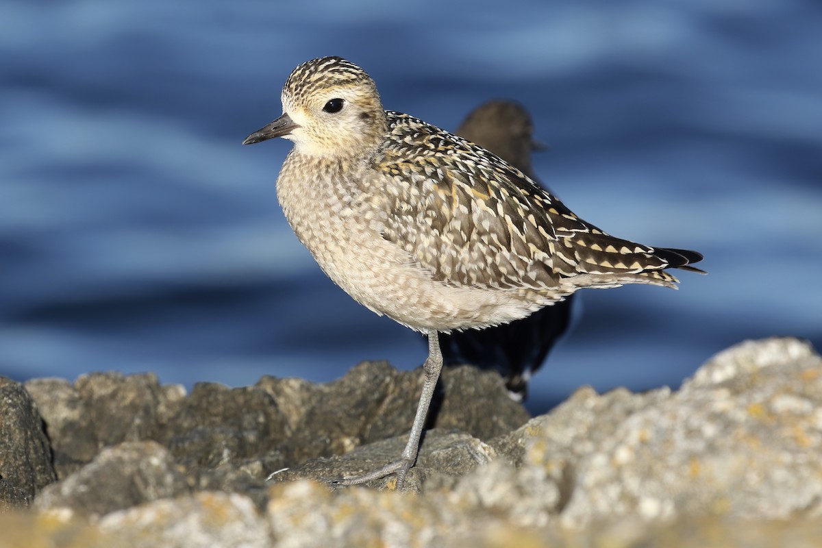 Pacific Golden-Plover - Liam Singh