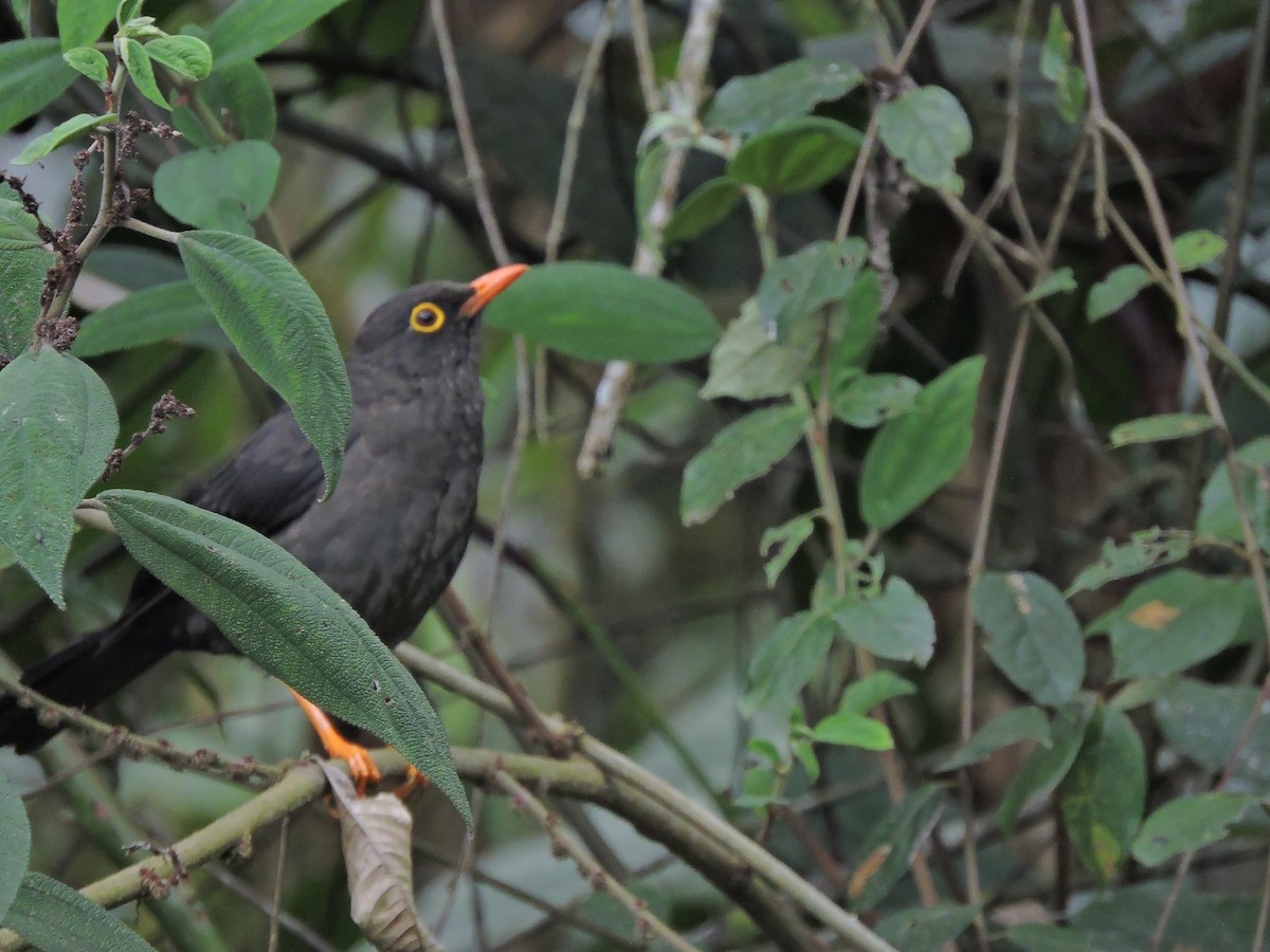 Great Thrush - felipe espinosa