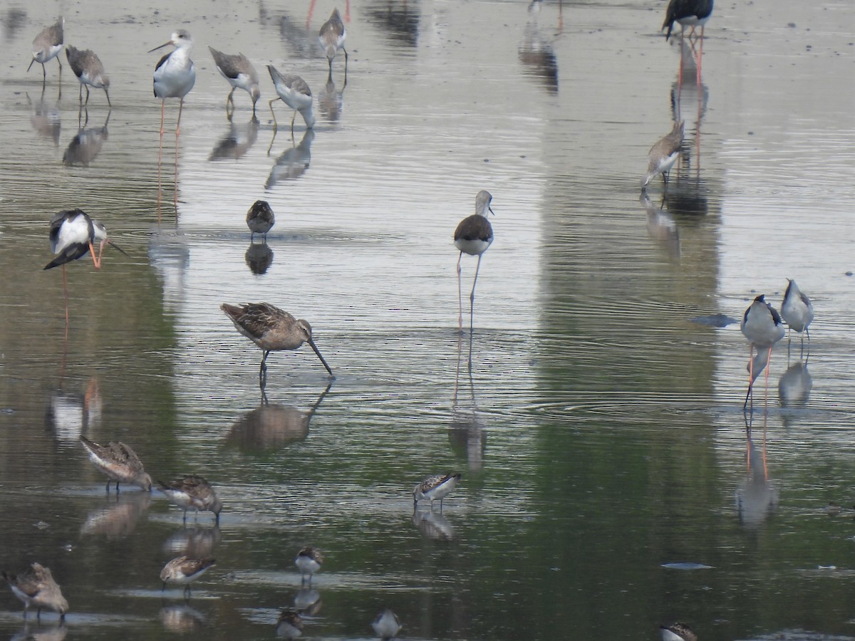 Asian Dowitcher - ML259813871