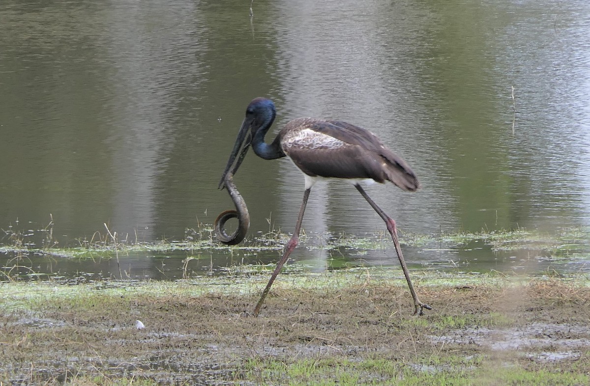 Black-necked Stork - ML259814161