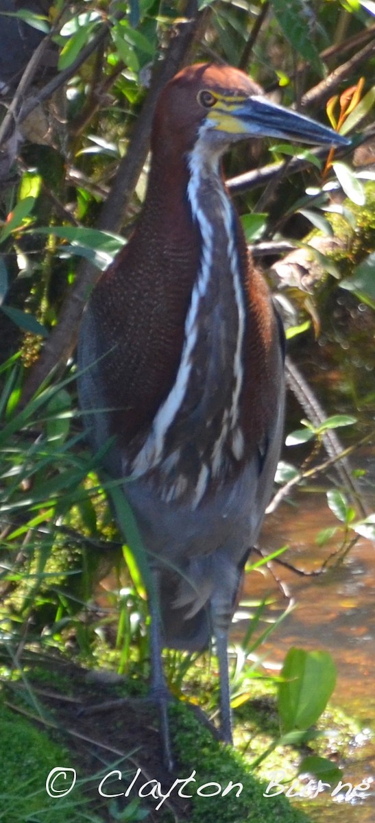 Rufescent Tiger-Heron - ML259814421