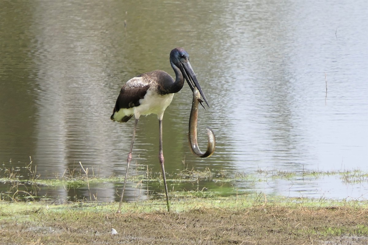 Black-necked Stork - ML259814541