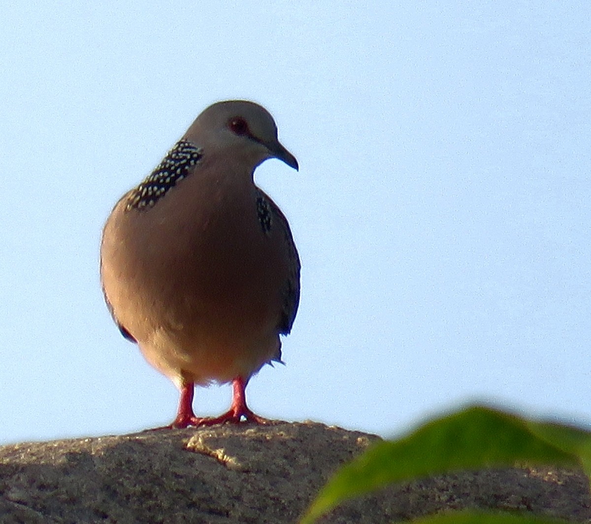 Spotted Dove - Santharam V