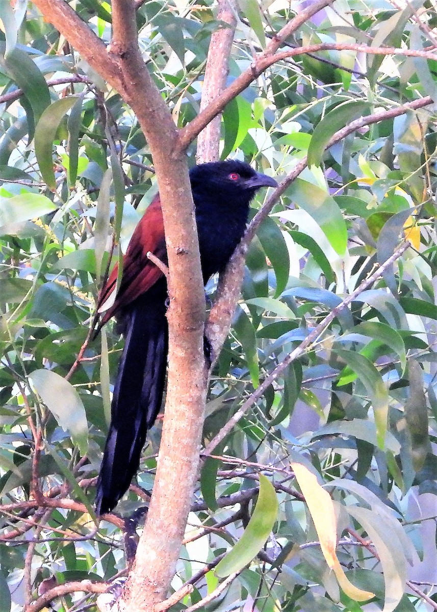 Greater Coucal - Girish Chhatpar