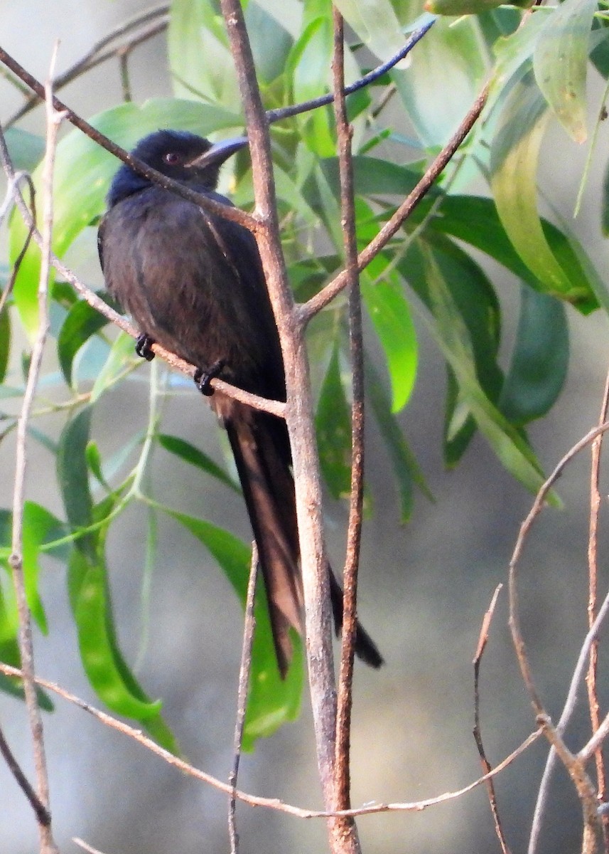 Kül Rengi Drongo - ML259815641