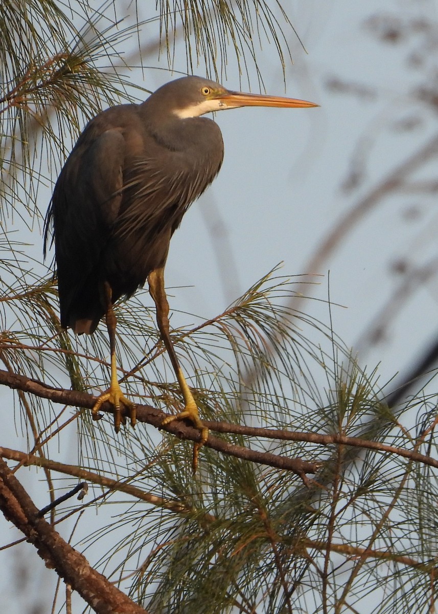 Western Reef-Heron - ML259815701