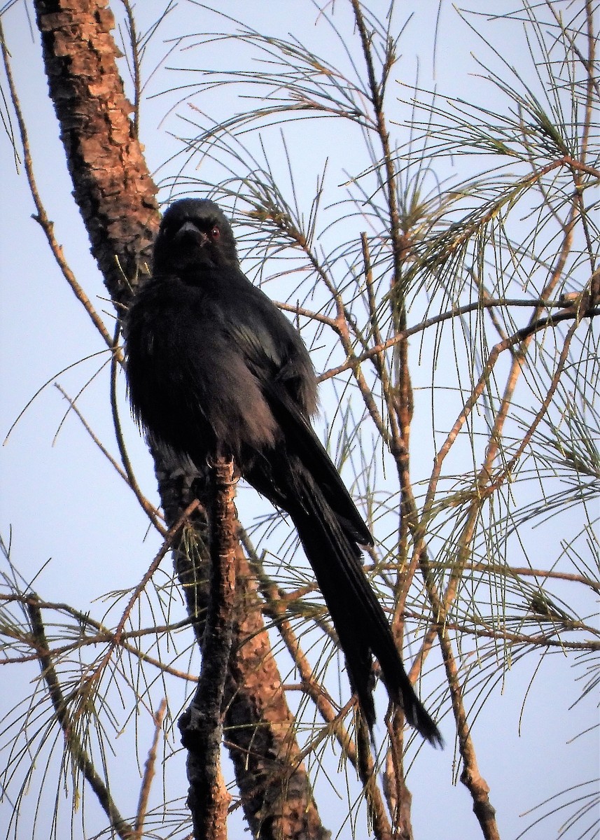 Black Drongo - ML259816251