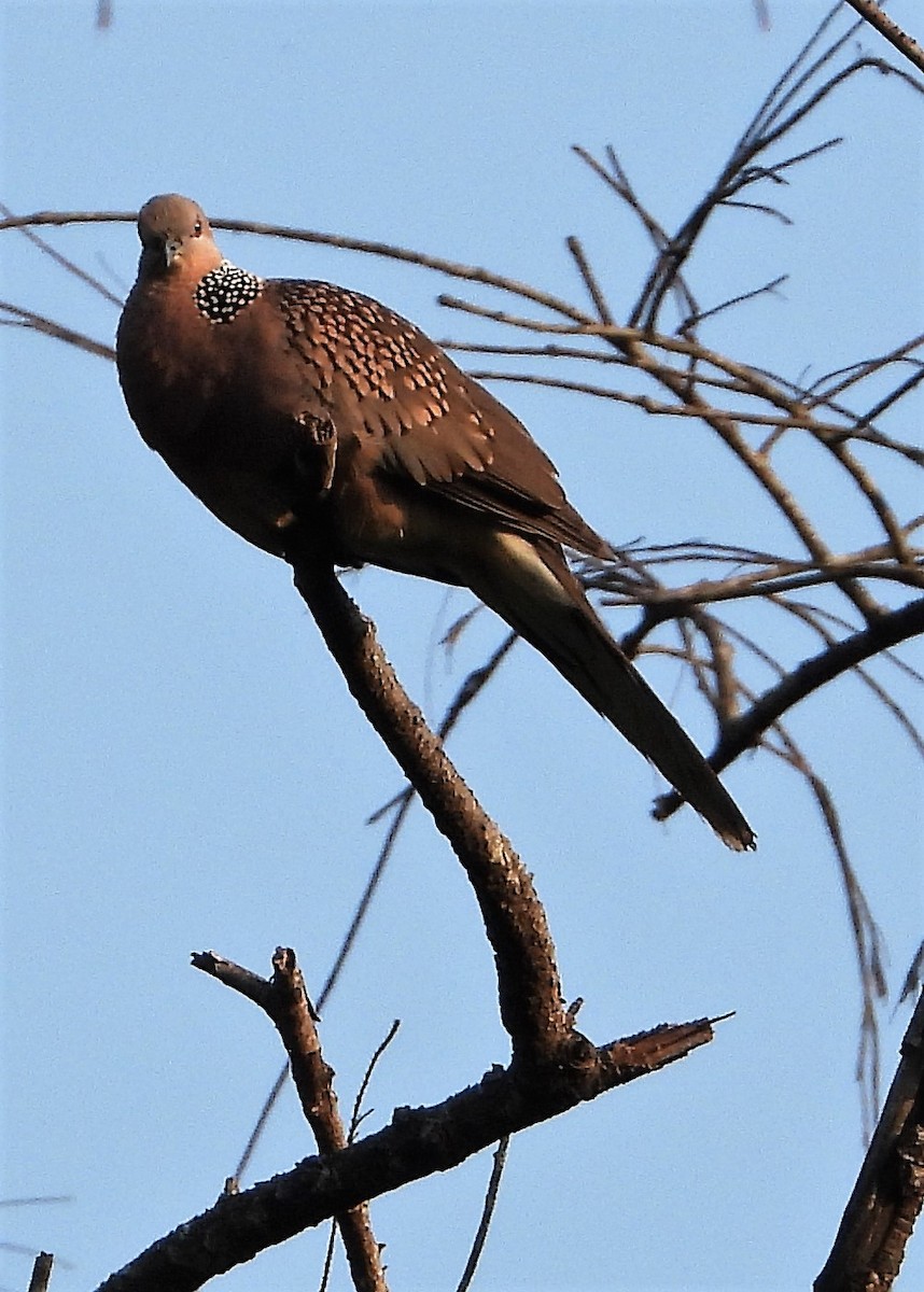 珠頸斑鳩 - ML259816281