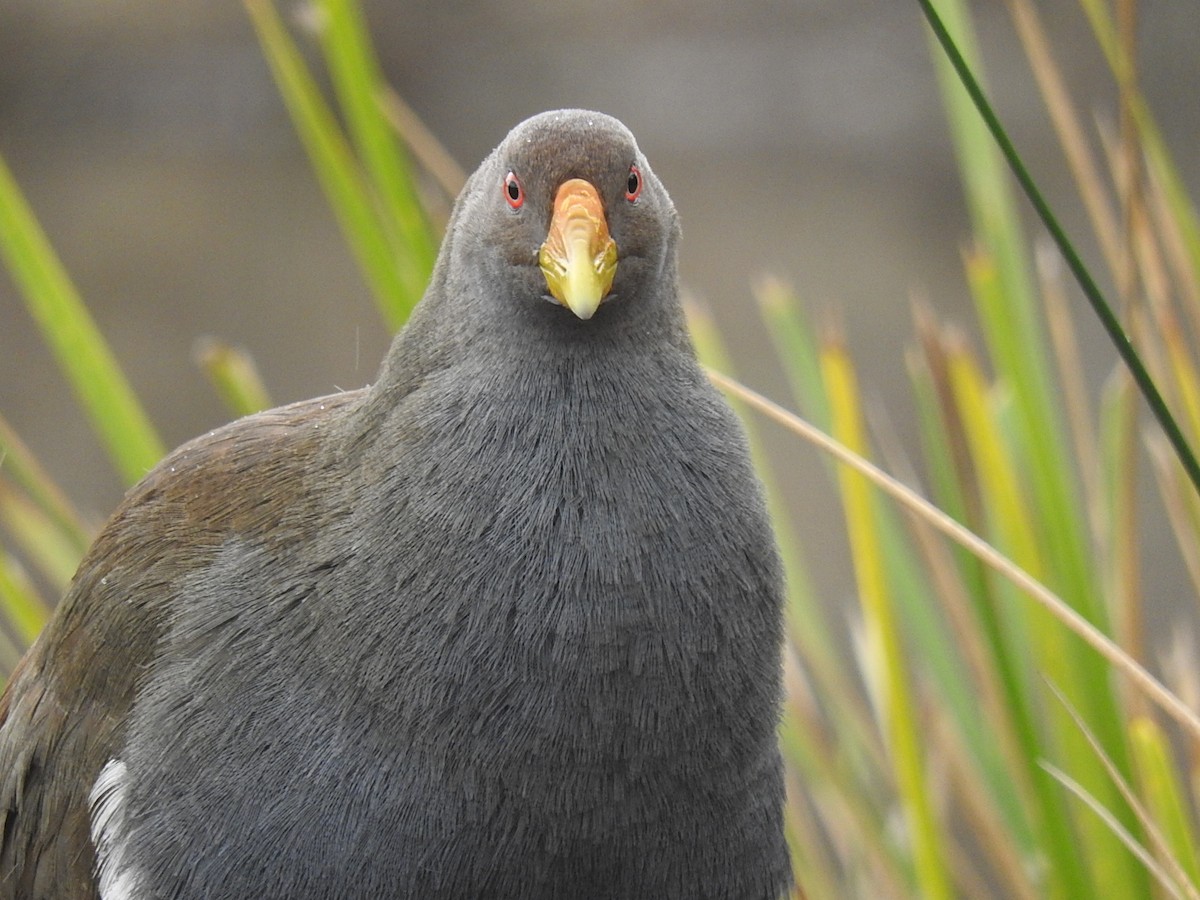 Tasmanian Nativehen - George Vaughan