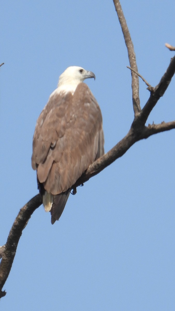 White-bellied Sea-Eagle - ML259816421