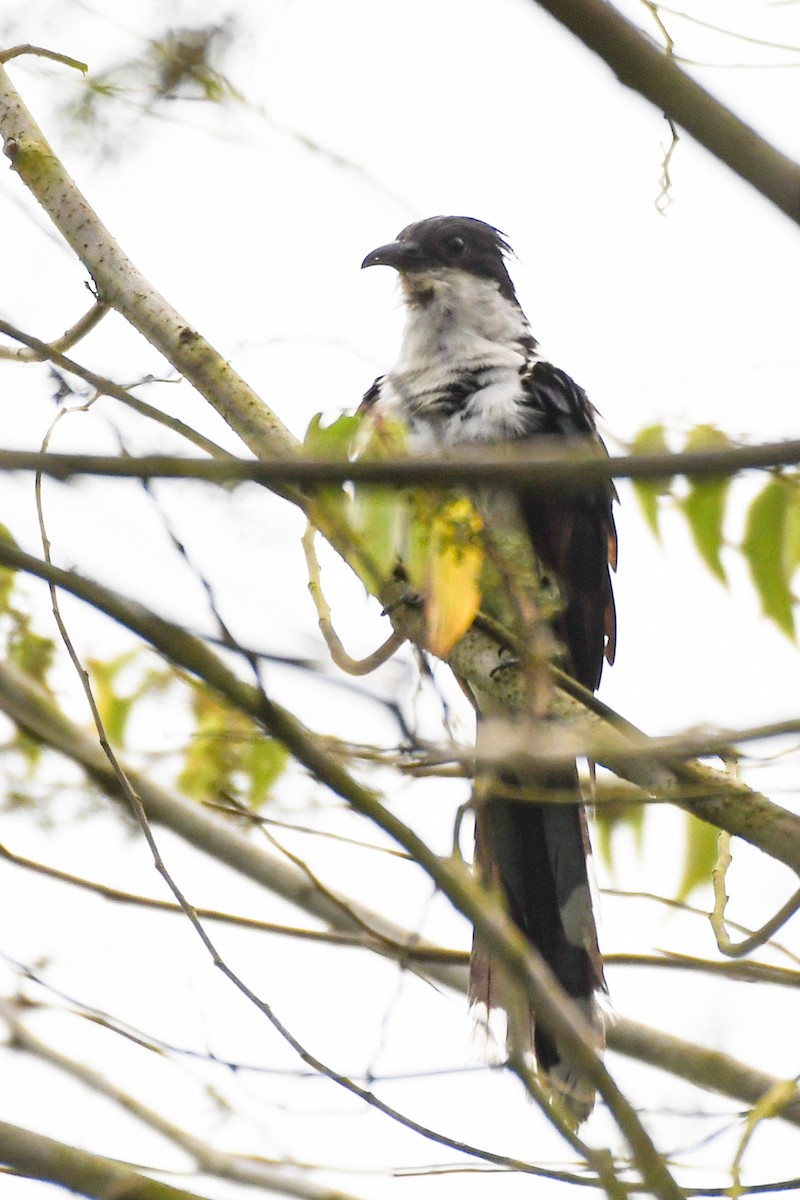 Pied Cuckoo - Sumit Majumdar